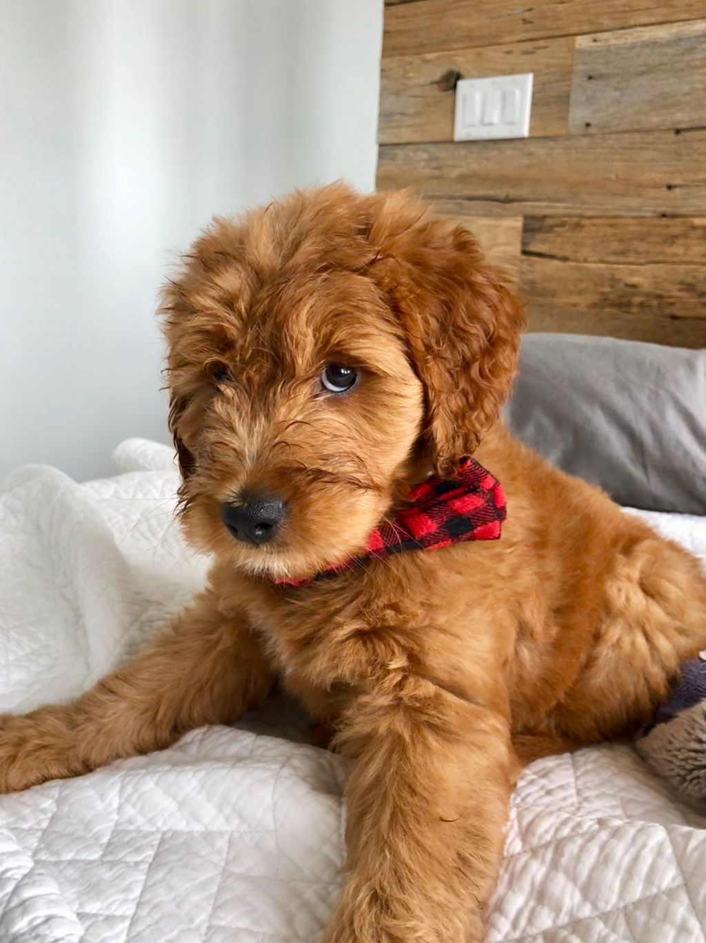 Snickerdoodle goldendoodle deals