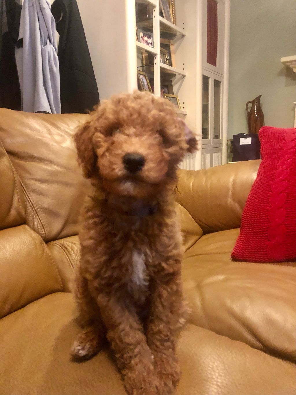 f1b toy goldendoodle full grown