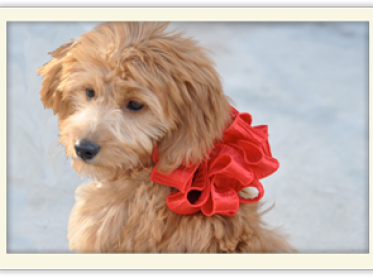 Mini Goldendoodle Breed - Country Mini Doodle Farms