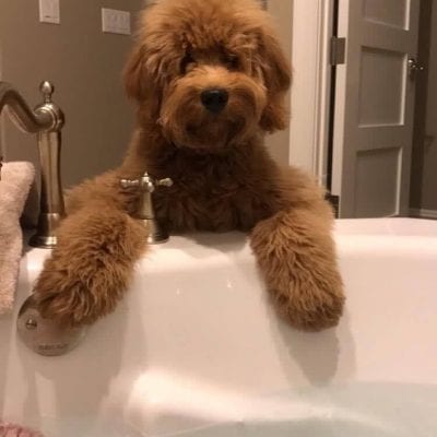 Candy’s Past F1 Mini Goldendoodle Puppies