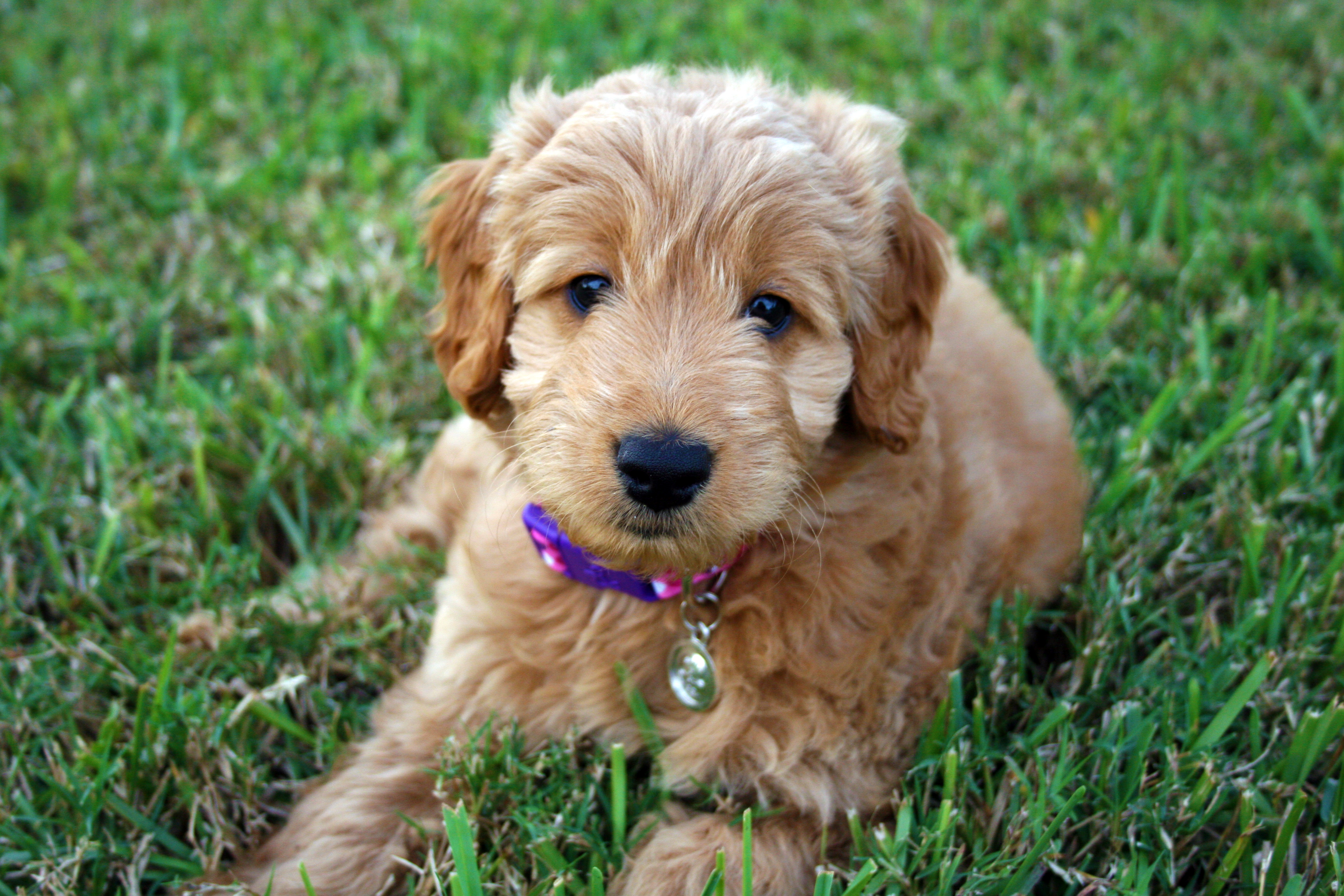 Goldendoodle Puppies Indiana Rescue Puppies for sale