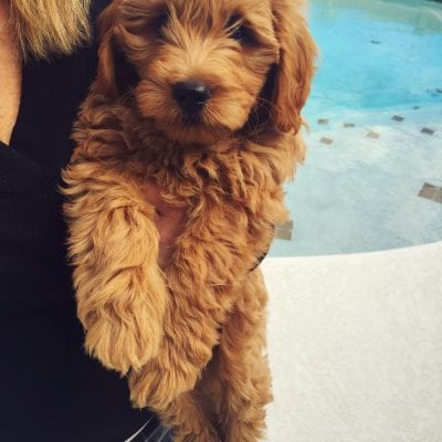 Brandie’s Past F1 Mini Goldendoodle Puppies (Retired Mom)