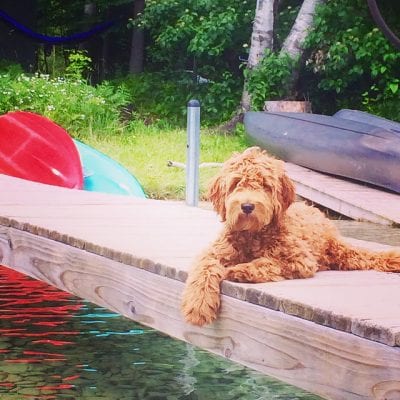 Sandy’s Past F1b Mini Goldendoodle Puppies (Retired Mom)