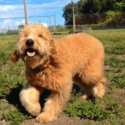 Shasta’s Past F1 Mini Goldendoodle Puppies (Retired Mom)