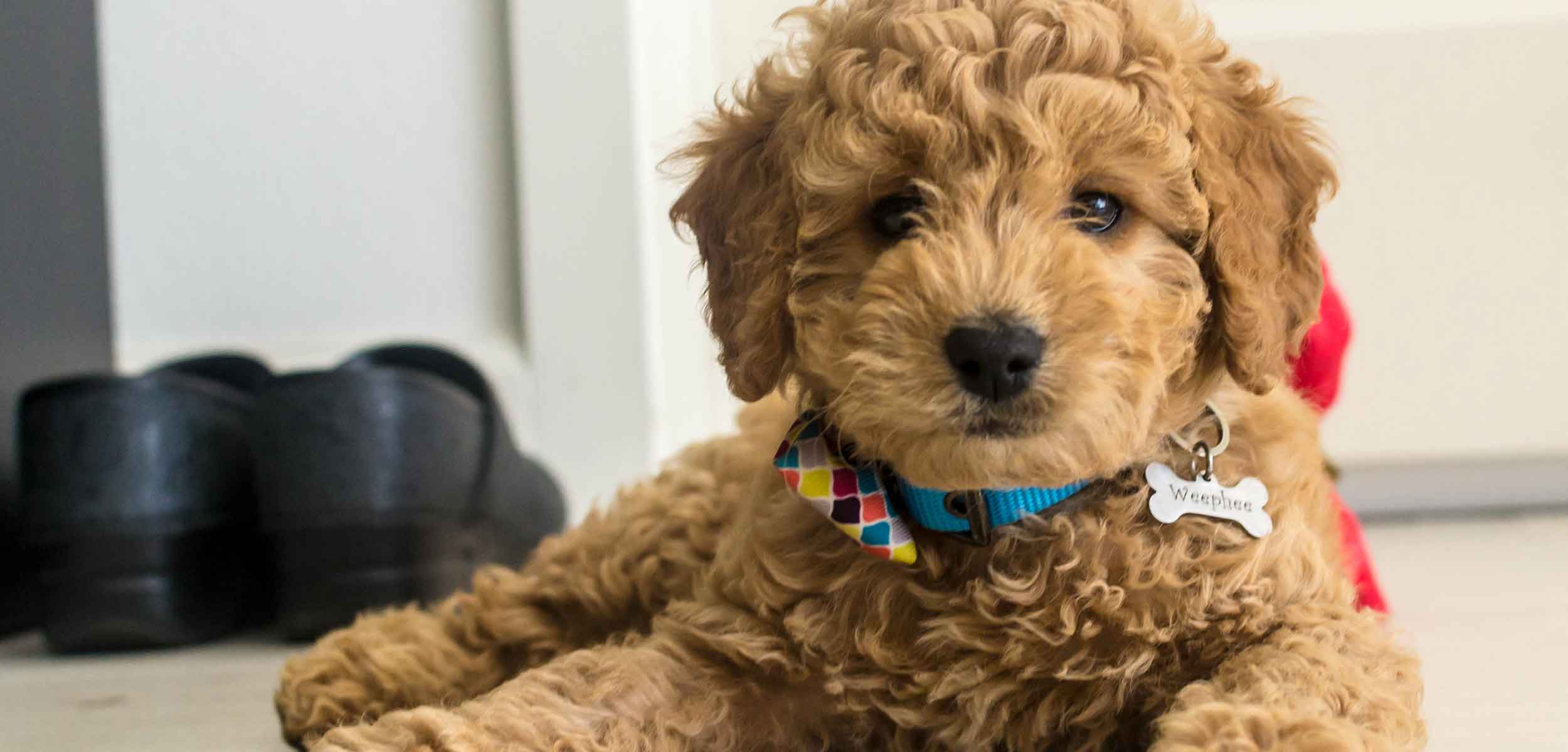 f1b toy goldendoodle