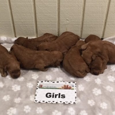 Noel & Nolan’s F1 Mini Goldendoodles!