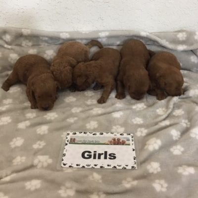 Candy & Chase’s F1 Mini Goldendoodles!