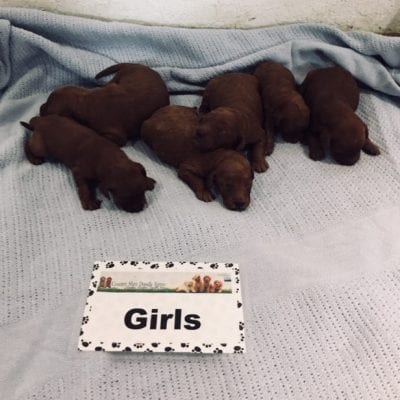 Gypsy & Buckwheat’s F1 Mini Goldendoodles!